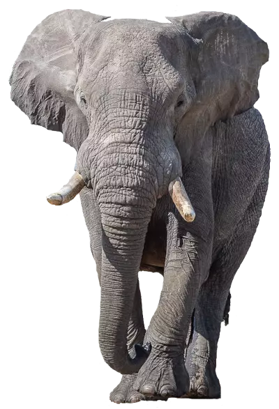Słoń widziany w Parku Krugera podczas safari
