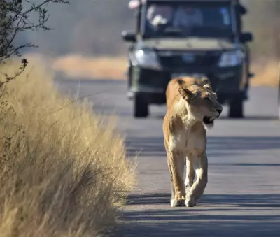 Lwica widziana w Parku Krugera na safari